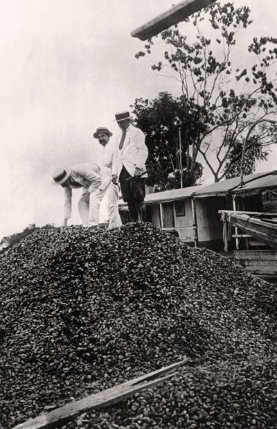 Brazilnoten geoogst uit de Amazonevallei, ca. 1900s door Unbekannt