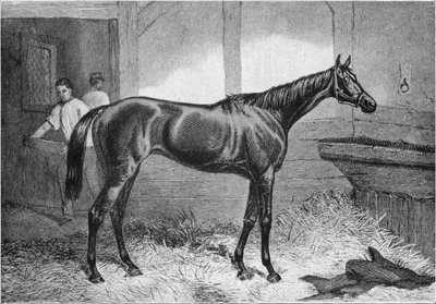 Bruine Hertogin, 19e eeuw, 1911 door Unbekannt