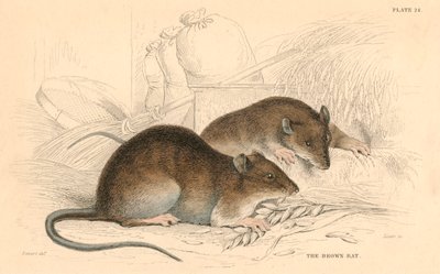Bruine rat Rattus rattus door Unbekannt