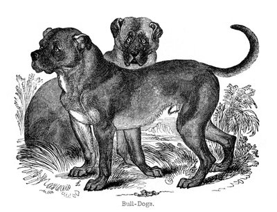 Bulldog, 1848 door Unbekannt
