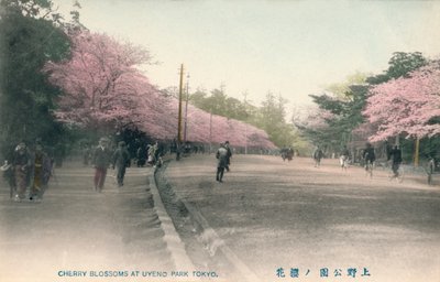 Kersenbloesems in Uyeno Park Tokio, ca. 1910 door Unbekannt