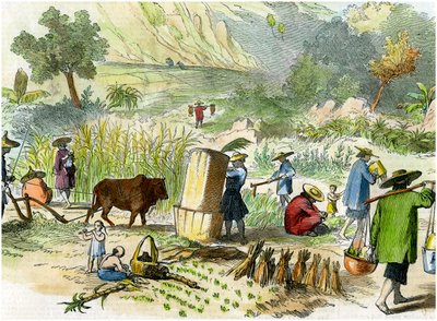 Chinese oogst, Hong Kong, ca. 1875 door Unbekannt