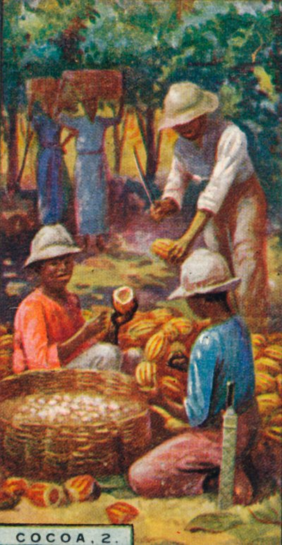 Cacao, 2. - Het openen van de peulen, Trinidad, 1928 door Unbekannt
