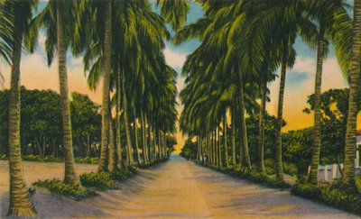 Kokosnootlaan, Barranquilla, ca. 1940s door Unbekannt
