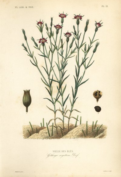Korenbloem, Agrostemma githago, Githago segetum, Nielle des bles, Handgekleurde staalgravure door L door Unbekannt
