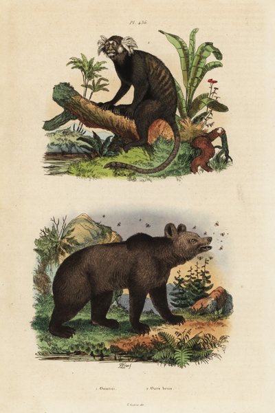 Gewone penseelaap, Callithrix jacchus, en bruine beer, Ursus arctos, met bijen door Unbekannt
