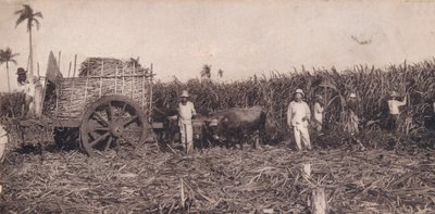 Corte de Canna. - Suikerriet oogsten. Cuba, ca. 1900 door Unbekannt