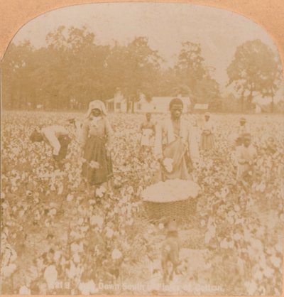Katoenplukken, ca. 1900 door Unbekannt