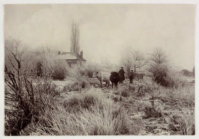 Koeien in een bevroren veld, ca. 1890 door Unbekannt