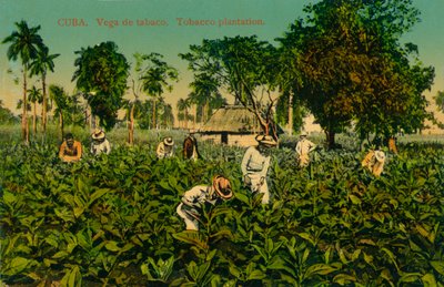 Cuba. Vega de tabaco. Tabaksplantage, ca. 1920s door Unbekannt