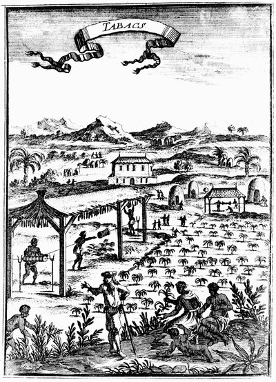 Tabak Cultiveren en Drogen in West-Indië met Slavenarbeid, 1686 door Unbekannt