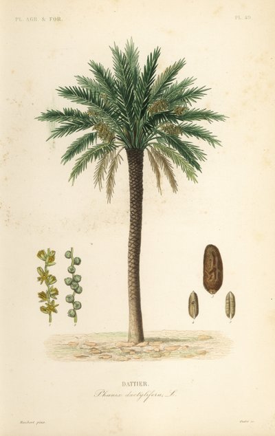 Dadelpalm, Phoenix dactylifera, Dattier door Unbekannt