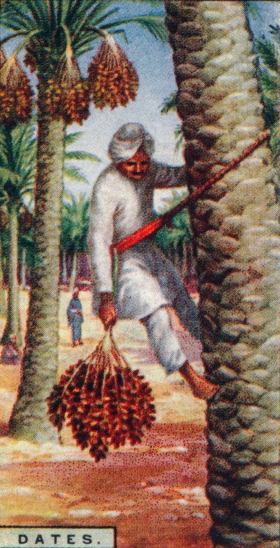 Dadeloogst, Noord-Afrika, 1928 door Unbekannt