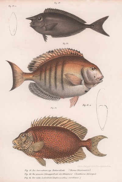 Doktersvis tang, Gewone snapper, Kortgesnuitte eenhoornvis door Unbekannt