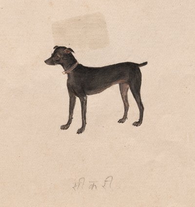 Hond, 1800s door Unbekannt