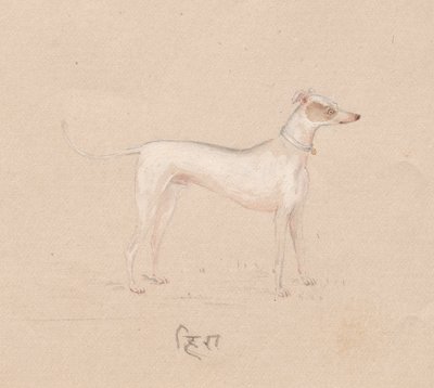 Hond, 1800s door Unbekannt
