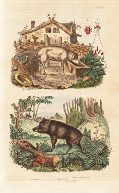 Huishoudvarken, Sus scrofa domesticus, wild zwijn, Sus scrofa, en cochenillekever, Dactylopius coccus door Unbekannt