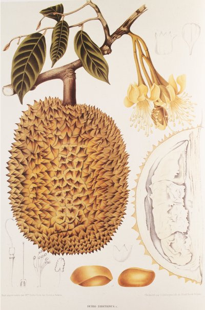 Durio zibethinus/Durian door Unbekannt