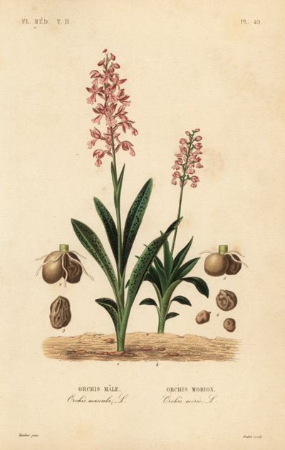 Vroege purperorchis en groene nachtorchis door Unbekannt