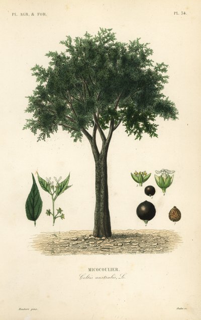 Europese netelboom, mediterrane hackberry, lotusboom of honingbes, Celtis australis, micocoulier door Unbekannt