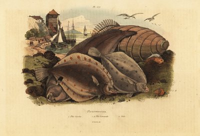 Europese schol, Pleuronectes platessa, gewone schar, Limanda limanda, en tong, Solea solea door Unbekannt