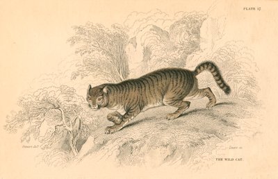 Europese wilde kat Felis silvestris door Unbekannt