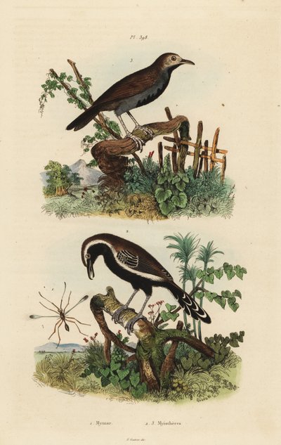 Feeënvlieg, Mymar pulchellum 1, zuidelijke witgerande mierwren, Formicivora grisea 2 en zwartkeelmiervogel, Myrmophylax atrothorax melanura 3 door Unbekannt