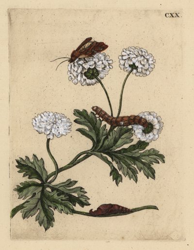 Moederkruid, Tanacetum parthenium, met mot, rups en pop door Unbekannt