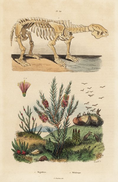 Fossiel skelet van een uitgestorven reuzenluiaard, Megatherium americanum, en theeboom of honingmirte struik, Melaleuca soort door Unbekannt