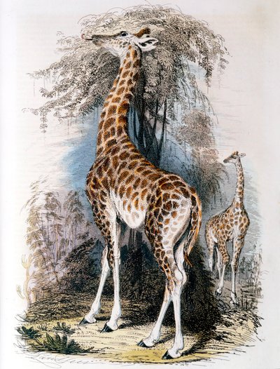 Giraffe die aan een boom knabbelt, 1836 door Unbekannt
