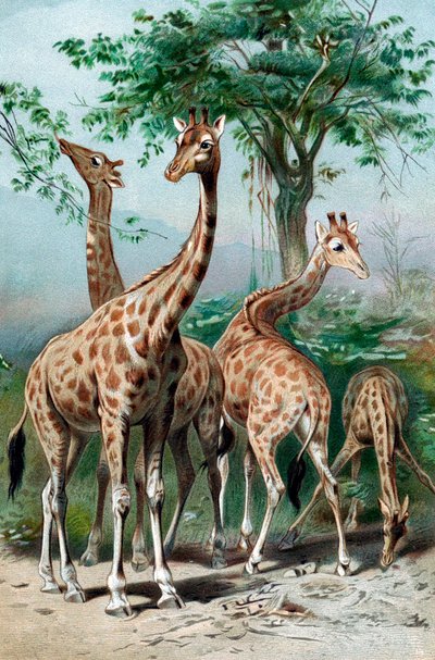 Giraffen die bladeren eten, ca. 1885 door Unbekannt