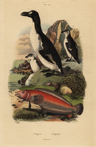 Reuzenalk, Pinguinus impennis, uitgestorven, en Braziliaanse zandbaars, Pinguipes brasilianus door Unbekannt