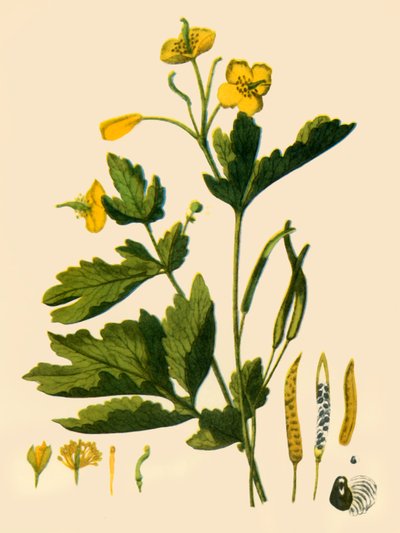 Grote stinkende gouwe, 1839, 1944 door Unbekannt
