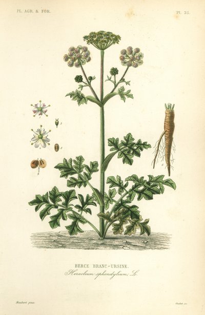 Berenklauw of koepeterselie, Heracleum sphondylium, berce branc-ursine door Unbekannt