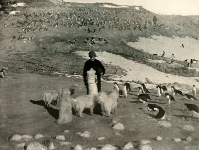 Joyce en de honden in de pinguïnkolonie, ca. 1908, 1909 door Unbekannt