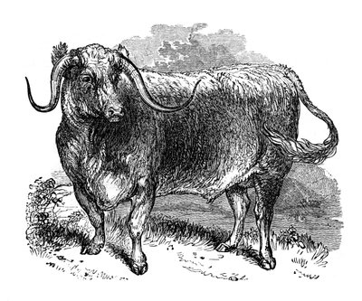 Lancashire os, exemplaar van de langhoornrassen, 1848 door Unbekannt