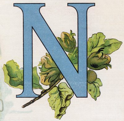 Letter N: hazelnoten. Gravure in "ABC L
