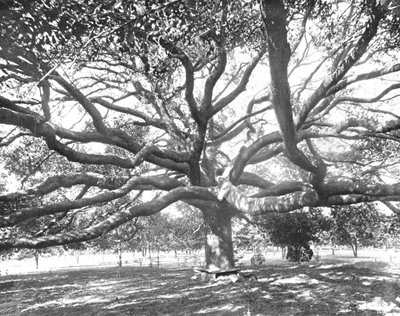 Mammoet Live Oak, nabij Jacksonville, Florida, VS, ca. 1900 door Unbekannt