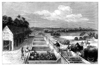 Indigo vervaardigen in Tirhoot Muzaffarpur, Neder-Bengalen, 1869 door Unbekannt