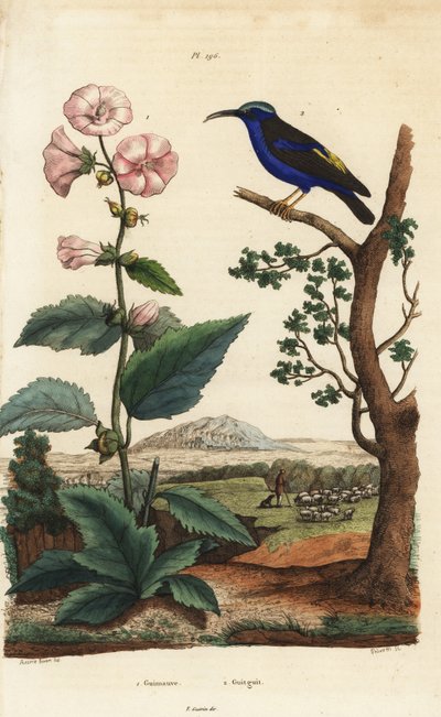 Heemst, Althaea officinalis 1, en paarse honingzuiger, Cyanerpes caeruleus 2 door Unbekannt