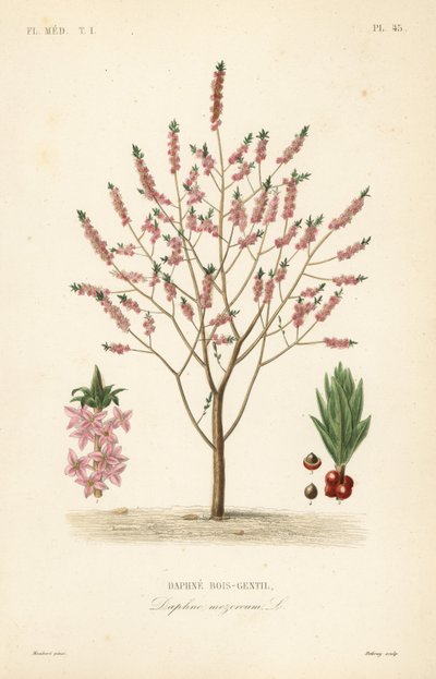 Peperboompje of spurge laurier, Daphne mezereum, Daphne bois-gentil door Unbekannt