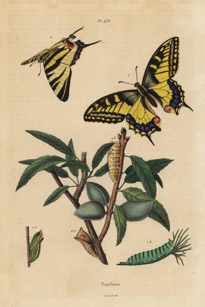 Oude Wereld koninginnenpage, Papilio machaon 1, en zeldzame koninginnenpage, Iphiclides podalirius 2, larve en pop door Unbekannt