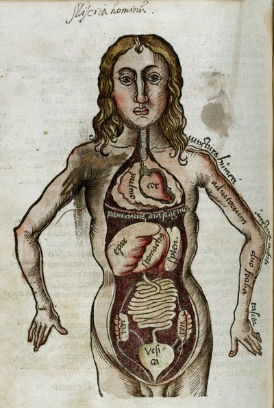 Organen Figuur van een man met zijn inwendige organen blootgelegd door Unbekannt