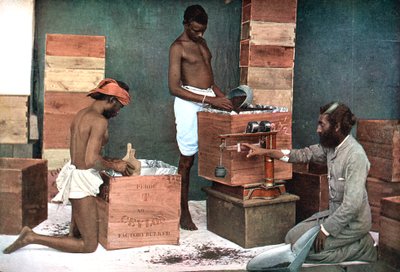 Verpakken en wegen van thee voor export op een Ceylon Sri Lanka landgoed, 1905 door Unbekannt