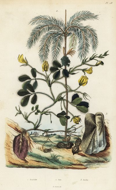 Pinda of aardnootplant, Arachis hypogaea 1, arecanootpalm, Areca catechu 2, en tweekleppige weekdier Arca semi-torta, Trisidos semitorta 3 door Unbekannt