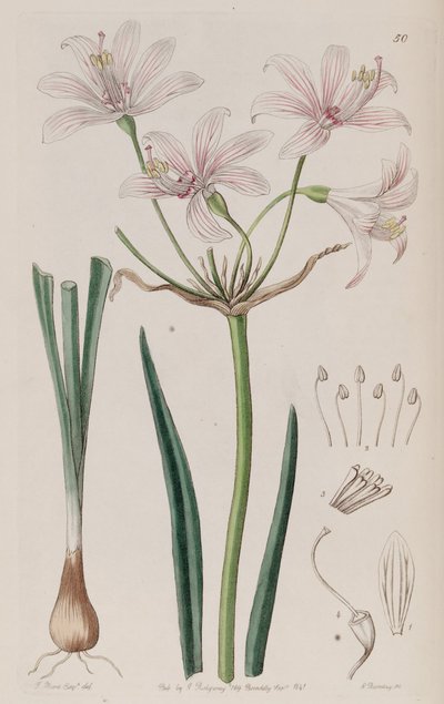 Placea ornata door Unbekannt