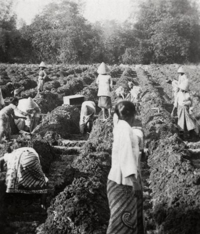 Voorbereiding van irrigatiekanalen op een suikerplantage, Java, Nederlands-Indië, 1927 door Unbekannt