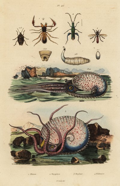 Pseudoschorpioen, Octyptera bicolor, knobbelige pelagische octopus en valse oliekever door Unbekannt