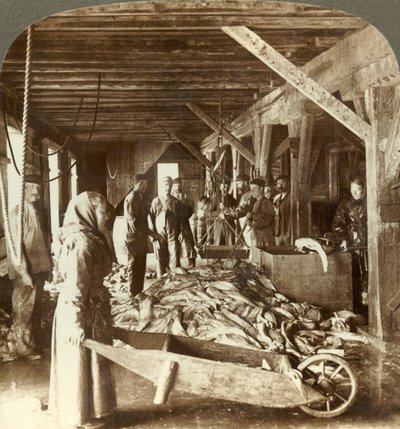Ontvangst van vis van zeevaartuigen en verpakking voor export - vismagazijn, Aalesund, Noorwegen, ca. 1905 door Unbekannt