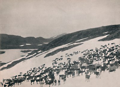 Rendieren op de Bergen, 1914 door Unbekannt